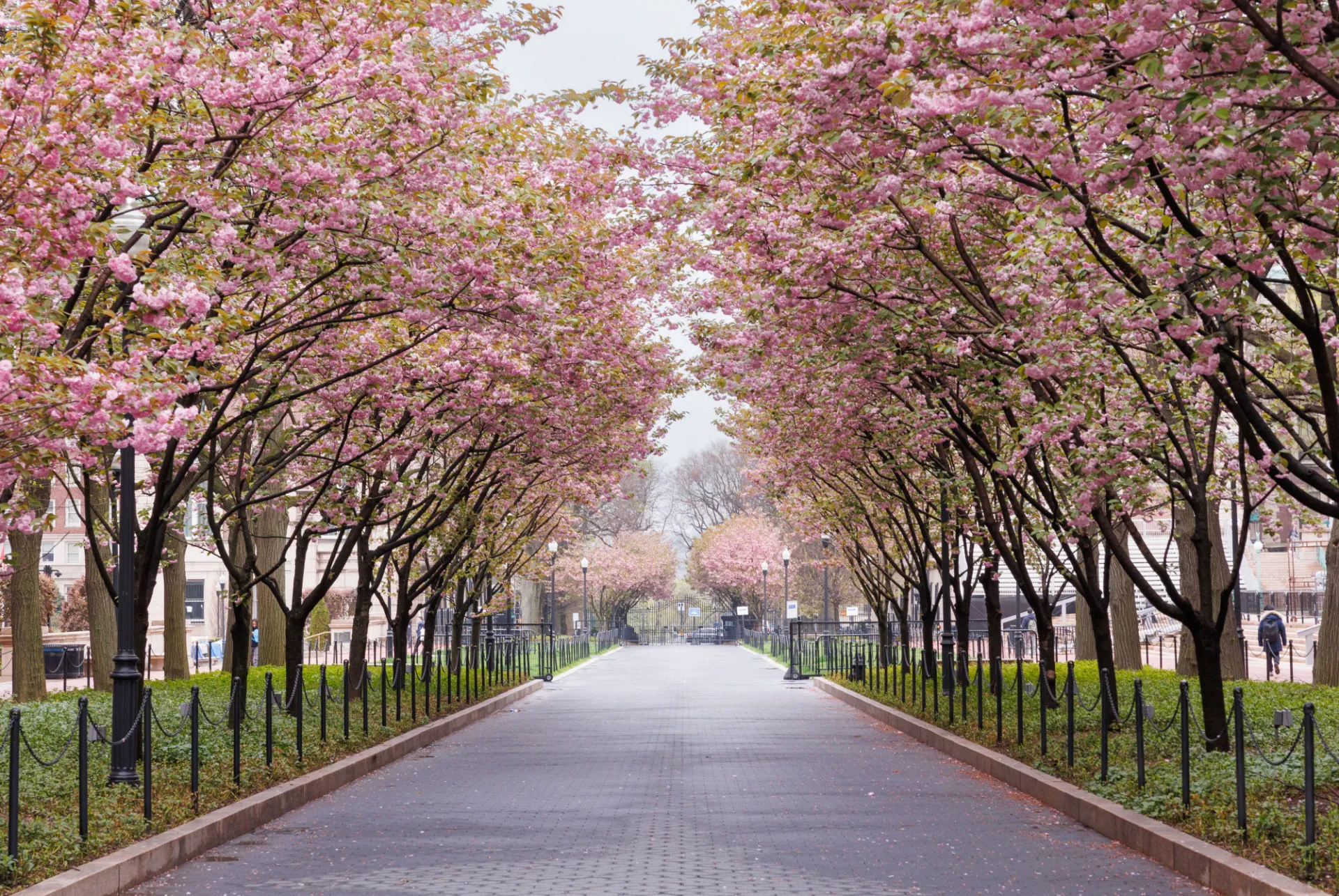 Flowering cherry trees in spring lining the College Walk across Morningside Campus.