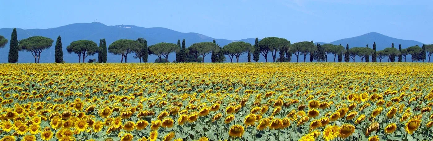 sunflowers in bloom in Maremma, Tuscany