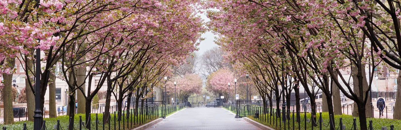 Trees in bloom on College Walk
