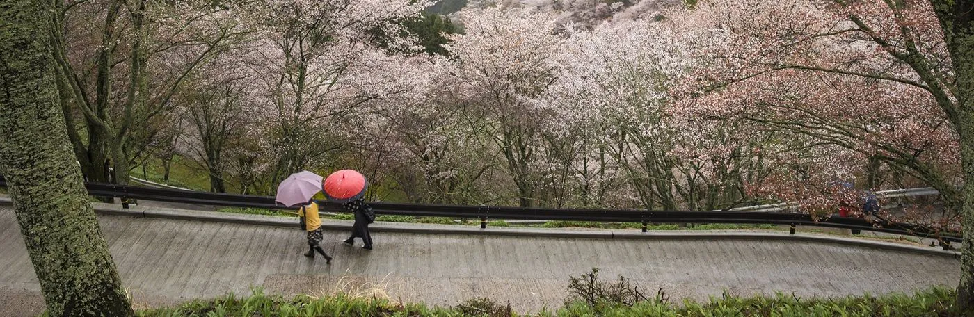 An elevated view of two people carrying umbrellas as they walk down a wet, winding path lined with blooming cherry blossom trees.