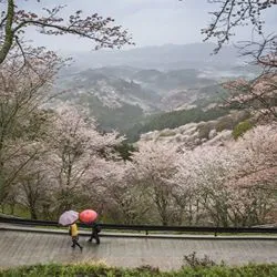An elevated view of two people carrying umbrellas as they walk down a wet, winding path lined with blooming cherry blossom trees.